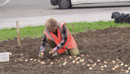 У автовокзала Севастополя высаживают тюльпаны
