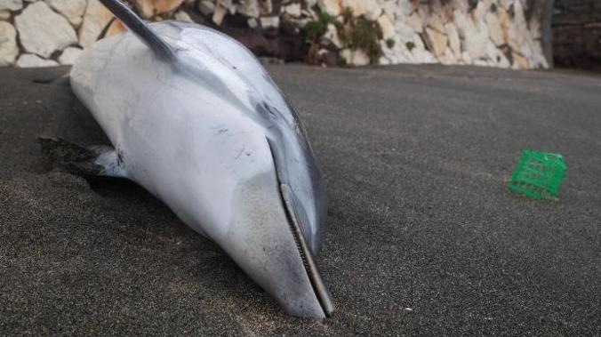В Крыму за год погибли 603 дельфина
