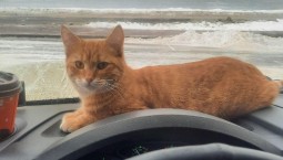 Потеря кота довела дальнобойщика до развода