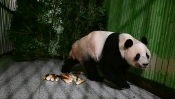 Из-за конфликта с Японией в Китай вернулись панды 