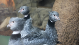 Хохлатые паламедеи приехали в Московский зоопарк 