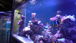 128 лет исполнилось Аквариуму-музею в Севастополе