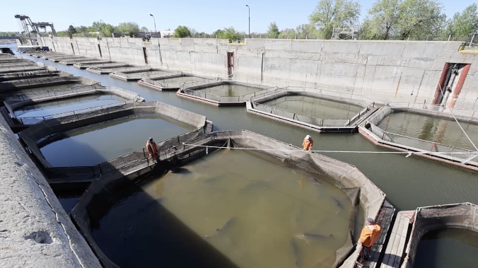 В Волге выявили 10 новых для реки видов рыб