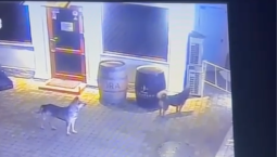 Бездомных собак в центре Севастополя отловят в порядке очереди