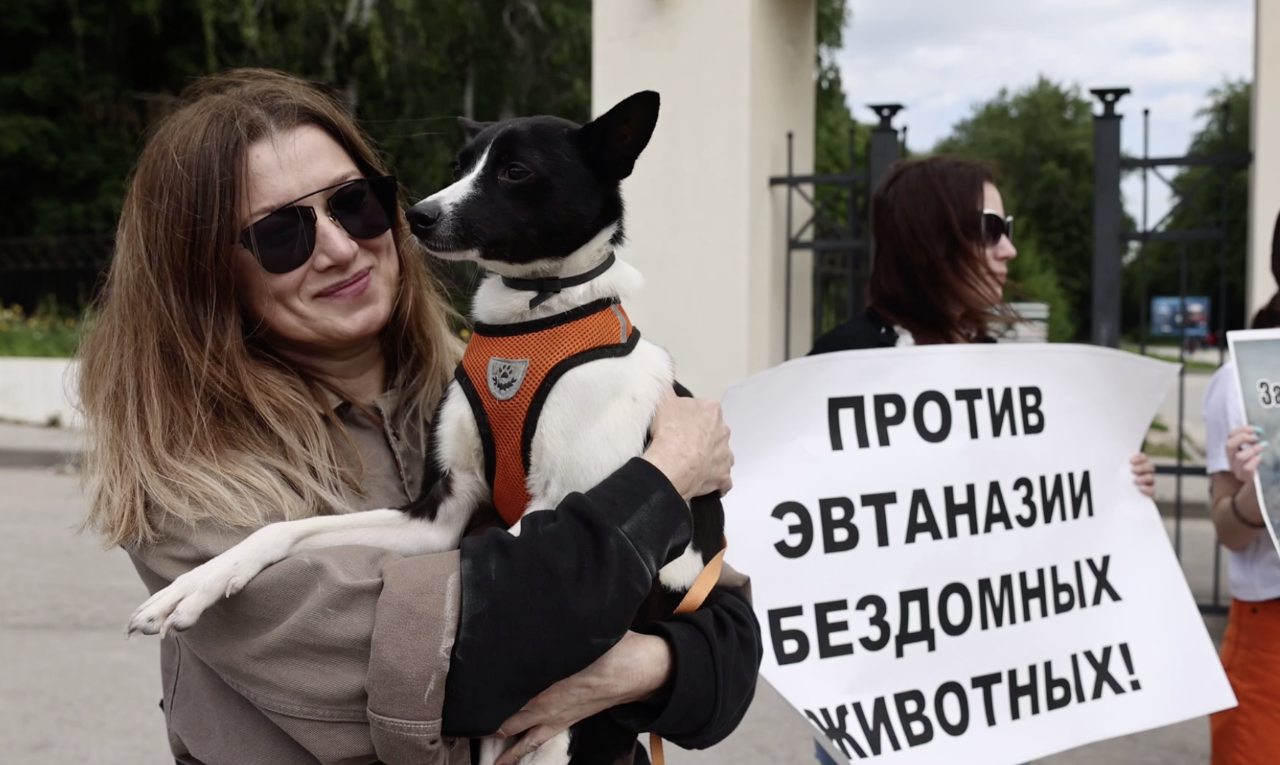 Смоленск Эвтаназия Животных