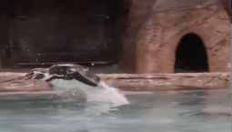 В Новосибирском зоопарке показали прыжки пингвинов