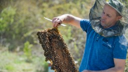 В Севастополе идёт приём заявок на господдержку пчеловодства