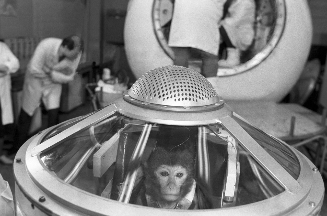 Первая обезьяна полетевшая в космос. Бион космический аппарат. Обезьяны Эйбл и Мисс Бейкер в космосе.