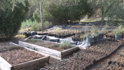 Краснокнижный можжевельник высадят в Севастополе