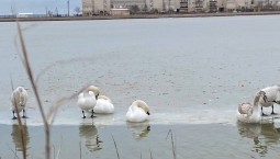 В Крыму опровергли информацию о замерзающих лебедях