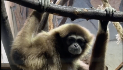 В семействе белоруких гиббонов родился малыш