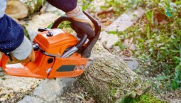 В парке «Максимова дача» уберут аварийные деревья