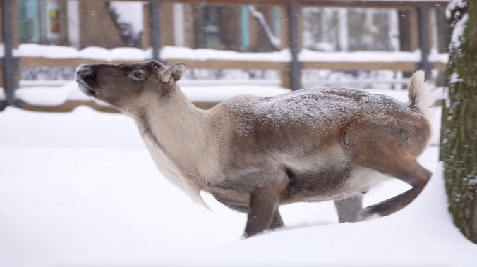 Северные олени способны разгоняться до 80 км/ч