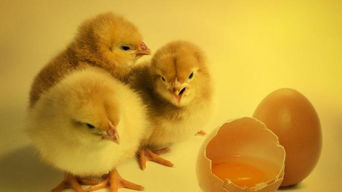 25 тысяч заражённых гриппом цыплят будут убиты в Дании