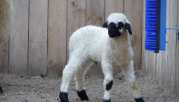 В Вотчине Деда Мороза родился валлийский ягнёнок