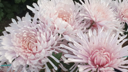 В Никитском ботсаду выбрали королеву Бала Хризантем