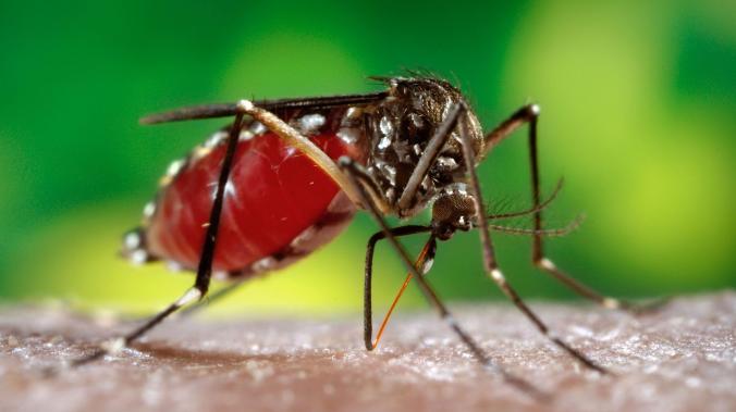 Ученые: комаров привлекают любители пива и обладатели I группы крови