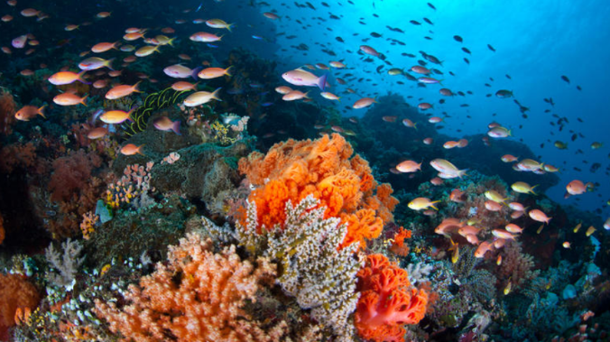 Болезнь желтой полосы опустошает коралловые рифы Таиланда