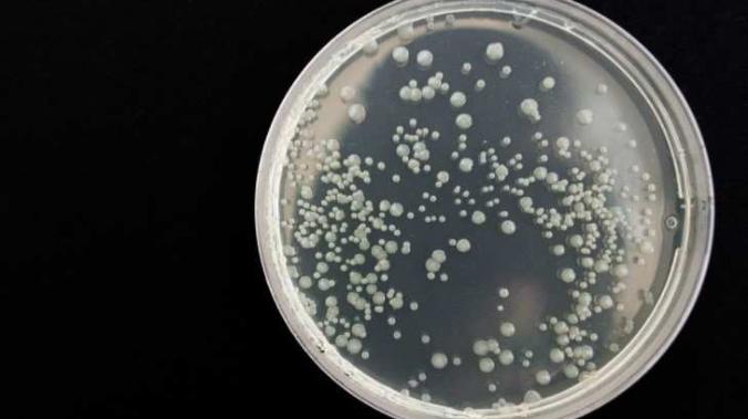 В Долине Смерти обнаружили бактерии, находящиеся в эволюционном застое 175 млн лет 