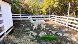 Прокуратура нашла нарушения в парке альпак 