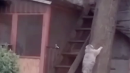 Дерево не покорилось пополневшему манулу Тимофею