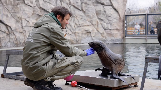 Морской котик Снарк осваивает уличный бассейн