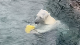 Медведица Айка – символ радости гостей зоопарка