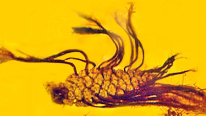 Ученые нашли в янтаре древнюю шишку с «живородящими» семенами 
