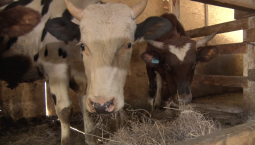 13 млн рублей направили животноводам Севастополя в 2025 году