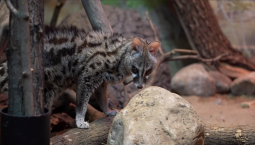В Московском зоопарке поселилась пятнистая генета
