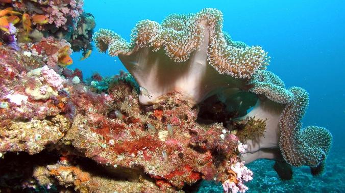 Ученые: кораллы обречены на вымирание