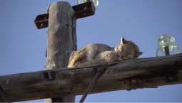 В Хакасии спасли взобравшуюся на электроопору рысь