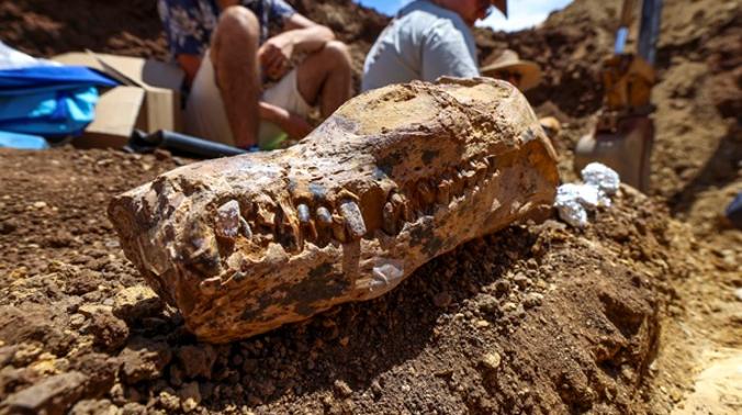Палеонтологи нашли целый скелет плезиозавра