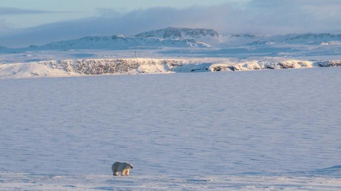 Ученые: Арктика нагревается в три раза быстрее остальной части планеты 
