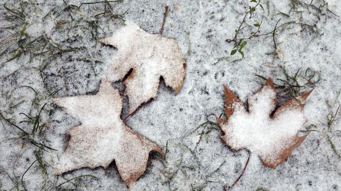 Снега ждать не стоит: в метеослужбе Крыма уточнили прогноз погоды на Новый год