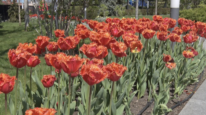 Весенний Матросский бульвар влюбляет в себя цветами и фонтаном с золотыми рыбками