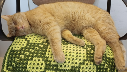 35-я батарея представила нового мяучного сотрудника