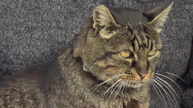 Кошка Масяня стала талисманом Севастополя