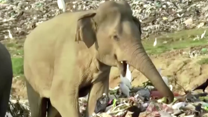  Голодные слоны в Шри-Ланке питаются на помойке