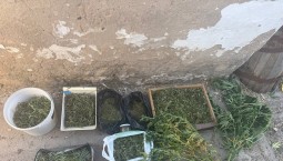 Наркоплантацию обнаружили в Бахчисарайском районе Крыма