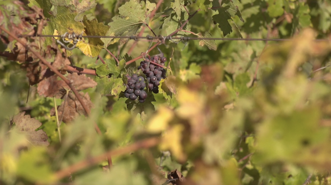 Виноградарям Севастополя выделили  738 млн руб. за год